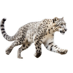 a Snow Leopard running and leaping in various positions, full body, big cat, majestic creature, Wildlife-themed, photorealistic illustrations in a PNG, cutout, and isolated. Generative AI