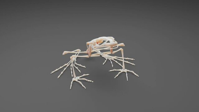 rotation of a 3d model of treefrog skeleton in gray background