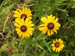 Black-eyed Susans, rudbeckia hirta, bloomed during the summer season, Kent County, Delaware.