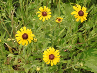 Black-eyed Susans, rudbeckia hirta, bloomed during the summer season, Kent County, Delaware.