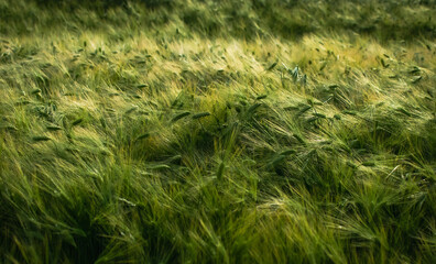 View of a field with grown grain