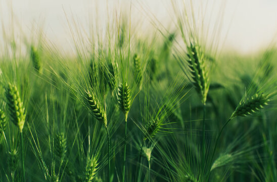 View of a field with grown grain