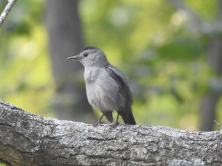 A gray catbird enjoying a beautiful day at the Bombay Hook National Wildlife Refuge, Kent County, Delaware.