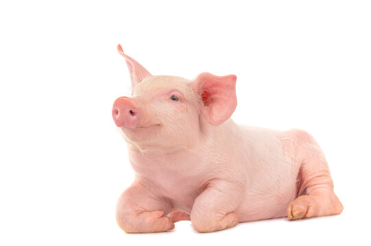 Happy young pig isolated on white background. Funny animals emotions.