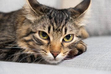Beautiful brown tabby cat with yellow-green eyes lying on the couch