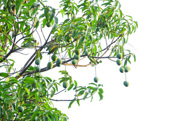 Ripe Green Mango Hanging from Tree Branch on White Background