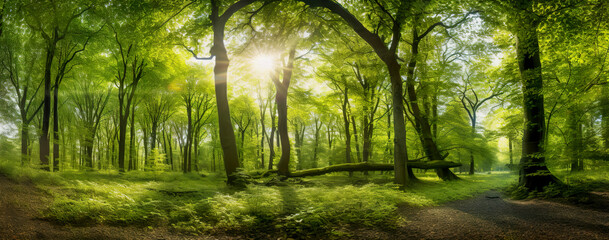 Obraz premium Beech forest panorama and the sun, with bright rays of light beautifully shining through the trees. Generative AI