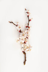 Blossoming fruit branch. Blooming fruit branches. Apricot blossoms on a white background