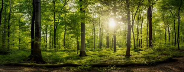 Fototapeta na wymiar Beech forest panorama and the sun, with bright rays of light beautifully shining through the trees. Generative AI