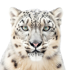 a Snow Leopard portrait, full face, big cat, majestic creature, Wildlife-themed, photorealistic illustrations in a PNG, cutout, and isolated. Generative AI