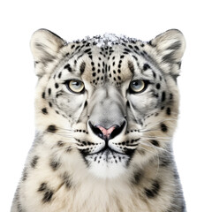 a Snow Leopard portrait, full face, big cat, majestic creature, Wildlife-themed, photorealistic illustrations in a PNG, cutout, and isolated. Generative AI
