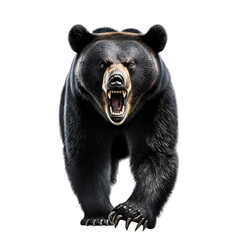 Black Bear isolated on white