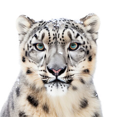Fototapeta na wymiar a Snow Leopard portrait, full face, big cat, majestic creature, Wildlife-themed, photorealistic illustrations in a PNG, cutout, and isolated. Generative AI