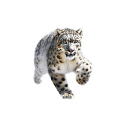 Fototapeta premium a Snow Leopard running, front view, full body, aggressive, Wildlife-themed, photorealistic illustrations in a PNG, cutout, and isolated. Generative AI