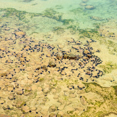 Оcean floor with sea urchins.