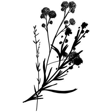 Silhouette botanic blossom floral element. Branch with leaves and flowers. Black hand drawing wildflower bouquet. Vector illustration herbs isolated on white background