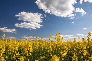 Yellow rapeseed field in the field and picturesque sky with white clouds. Blooming yellow canola flower meadows. Rapeseed crop in Ukraine. - obrazy, fototapety, plakaty