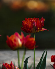 A Red Tulip flower blooming