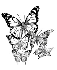 Obraz na płótnie Canvas Ink drawing coloring page for children, a beautiful flower, among butterflies, for children s coloring, black and white, low detail, thick outlines, isolated, white background,