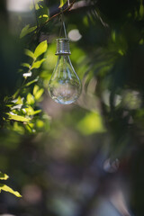 Light bulb on tree in forest. Decorative light bulb in garden. Environmental technology. Sustainable development goals. Environmental protection, sustainable energy sources. Energy saving light bulb.