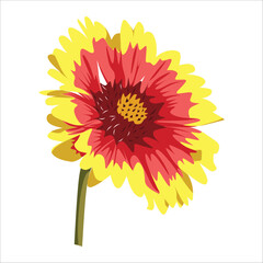 Gaillardia flower vector, blanket flower vector, red and yellow flower vector