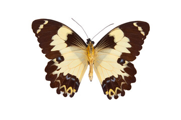 Papilio euchenor sudestensis (papilio euchenor) isolated on white background
