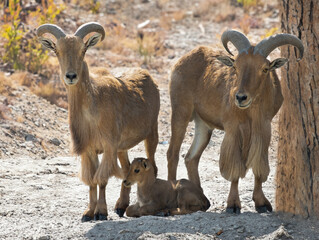 barbary sheep on a brown background