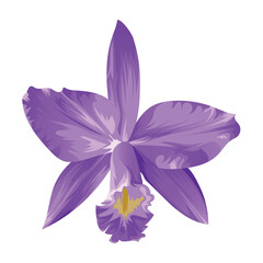 Obraz na płótnie Canvas Purple Cattleya Harrisoniana Flower Vector, Purple Flower Vector