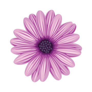 Purple daisy flower vector, purple flower vector