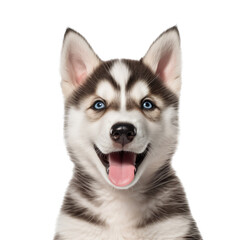 Naklejka na ściany i meble an adorable Siberian Husky puppy, Portrait, happy, smiling, and fun, Pet-themed, photorealistic illustrations in a PNG, cutout, and isolated. Generative AI