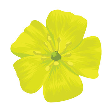 Yellow Tribulus Omanense Flower Vector, Yellow Flower Vector