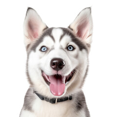 an adorable Siberian Husky puppy, Portrait, happy, smiling, and fun, Pet-themed, photorealistic illustrations in a PNG, cutout, and isolated. Generative AI