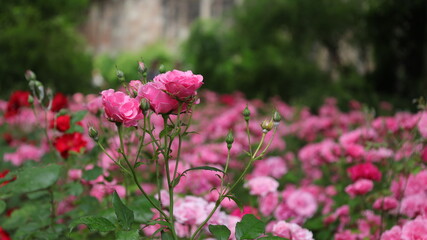 Beautiful Flowers in the Park