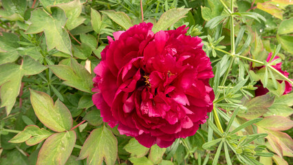 beautiful peony blooming in spring in its foliage