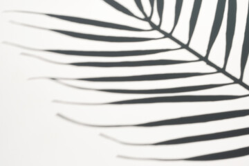Shadow of palm leaf on white background. Creative drawing of light and shadow for your design