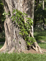 Trunk of an ancient tree with vines embracing it in Parque de Icarai, Niteroi, Rio de Janeiro, Brazil.