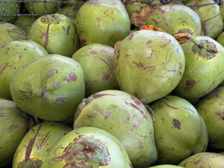 Freshly picked green coconuts from coconut trees piled up to be sold.