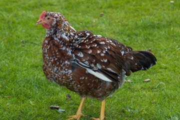 Tricolore Huhn mit schönem Farbschlag