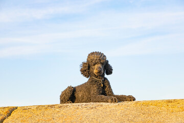 Standard Poodle relaxing on a rock