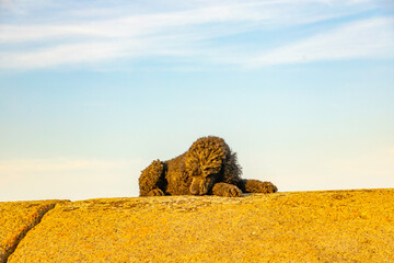 Standard Poodle relaxing on a rock