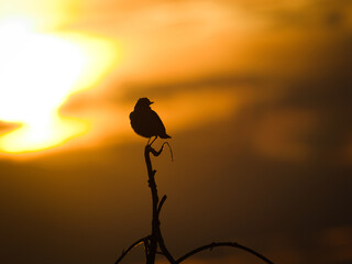 Bird on a branch in the sunset background.
Sunset ofbird on tree branch.