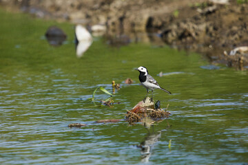 White Wagtail, Motacilla alba. The white wagtail (Motacilla alba) cute bird on the river at spring.
