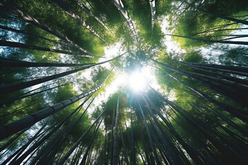 Fototapeta na wymiar the ground looking up at the sky in a bamboo grove forest, the sun glows at the top of the bamboo trees