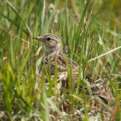 Crested lark (Galerida cristata), lark on the green grass on the meadow at spring
