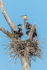 Great Blue Heron with its hungry chicks at the Heron Rookery in Minneapolis Minnesota on a sunny summer morning