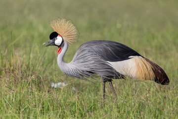 Grey Crowned Crane