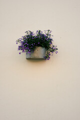 Image from  Oslo in June 2023. Blue flowers in a flower pot hanging on a wall.