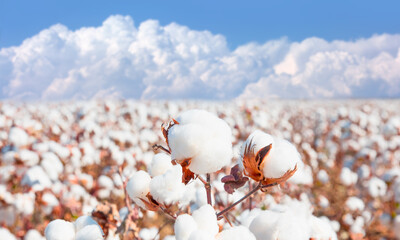 A cotton field ready to be harvested and amazing clouds in the form of cotton in the background