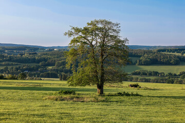 landscape with a tree