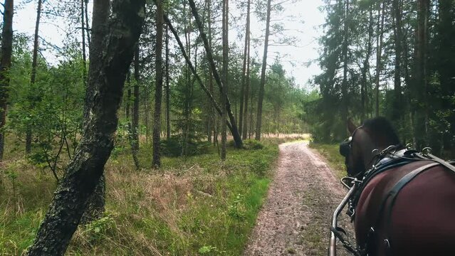 a horse pulling a wagon along a dirt road. Bay brown draft horse pulling a wagon in the background of a summer landscape.